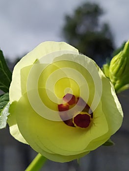 The interior of a Okra flower against the sky. Interior de una flor de molondrÃÂ³n contra el cielo photo