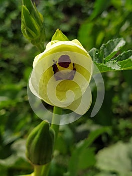 The interior of a Okra flower in a garden. Interior de una flor de molondrÃÂ³n en un huerto photo