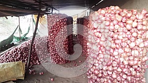 The interior of an onion warehouse with netting and sacks. Red onions Shallots in the Thai market. Onions in red plastic mesh