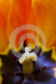 The interior of a orange tulip