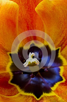 The interior of a orange tulip