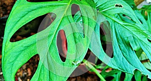 Interior ornament plants