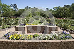 Interior of rose garden in Tyler