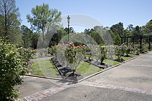 Interior of rose garden in Tyler springtime