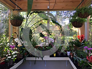 Interior of small green house planting orchids