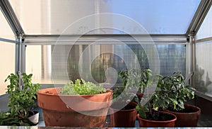 An interior of a small greenhouse with lettuce, tomatoes and basil growing