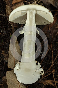 The interior of the toxic amanita phalloides or Death Cap mushroom.