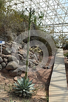 Interior view of the Biosphere 2