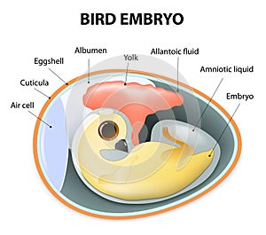 Interior view of a birds egg