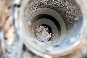 Interior view of dryer vent line with lint and dust buildup