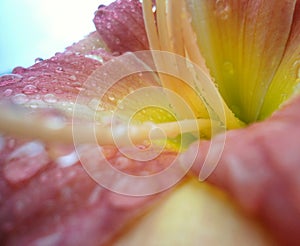 De rosa flor largo tiempo palos muchos gotas de Agua sobre el entradas 