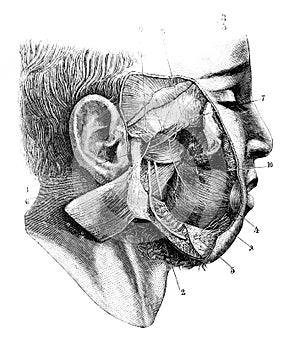 Interjoint maxillary region nerves in the old book D`Anatomie Chirurgicale, by B. Anger, 1869, Paris