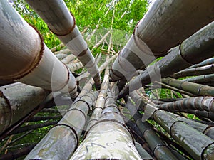 Interlaced Bamboo trees in San Salvador city