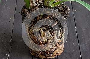 Interlaced home orchid flower roots