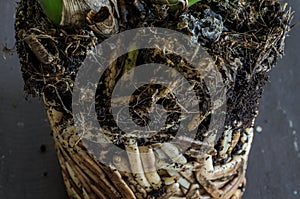Interlaced home orchid flower roots