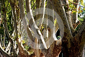 An interlacement of white branches