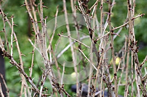Interlacings of branches of gooseberry bushes with prickly thorns