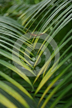 Interleaved palm leaves photo