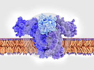 Interleukin 4 IL-4 bound to its receptor