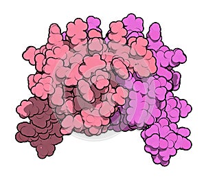 Interleukin 8 (IL-8) cytokine protein. IL8 can be secreted by macrophages and a number of other cell types and is involved in the