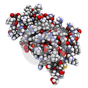 Interleukin 4 (IL-4) cytokine protein. 3D Illustration photo