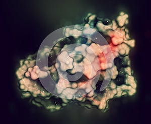 Interleukin 4 (IL-4, human, recombinant) protein. Cytokine that induces differentiation of naive helper T cells to Th2 lymphocytes photo