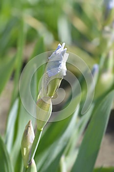 Intermediate bearded iris Antarctique