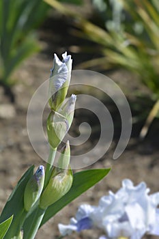 Intermediate bearded iris Antarctique