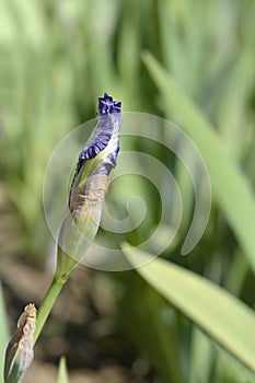 Intermediate bearded iris Arctic Fancy