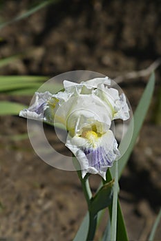 Intermediate Bearded Iris Bering Sea