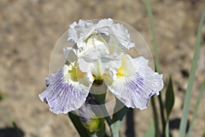 Intermediate bearded iris Bering Sea