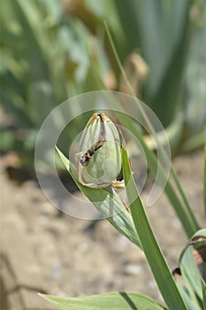 Intermediate bearded iris Bering Sea