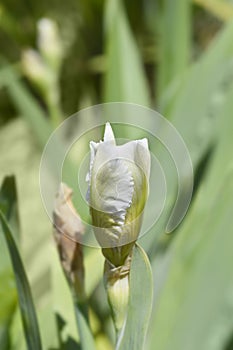 Intermediate bearded iris I`ll Be Back