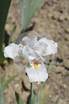 Intermediate bearded iris I`ll Be Back