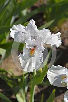 Intermediate bearded iris I`ll Be Back