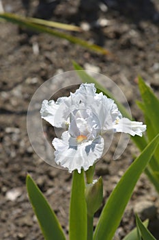 Intermediate bearded iris I`ll Be Back