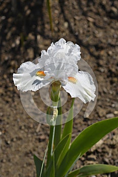 Intermediate bearded iris I'll Be Back