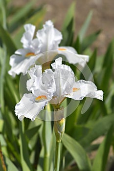 Intermediate bearded iris I'll Be Back