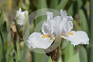 Intermediate bearded iris I'll Be Back