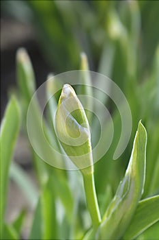 Intermediate Bearded Iris Ill be back