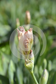Intermediate bearded iris Lingering