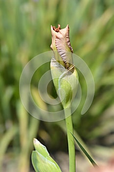 Intermediate bearded iris Lingering