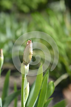 Intermediate bearded iris Lingering