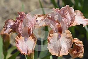 Intermediate bearded iris Lingering