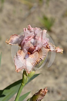 Intermediate bearded iris Lingering
