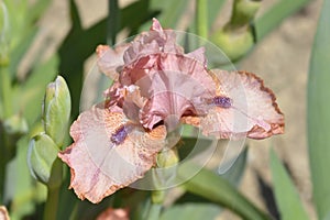 Intermediate bearded iris Lingering