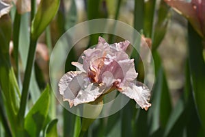 Intermediate Bearded Iris Lingering