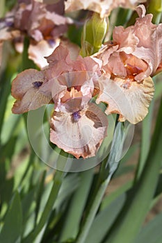 Intermediate Bearded Iris Lingering