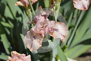 Intermediate Bearded Iris Lingering