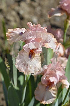 Intermediate Bearded Iris Lingering